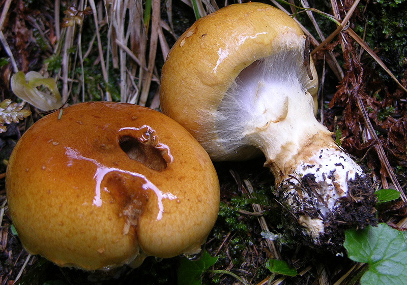 Cortinarius saginus....siete d''accordo?